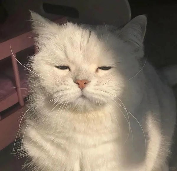 Ảnh mèo giận cute (15)