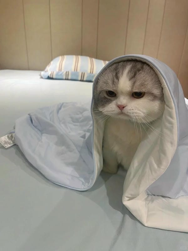 Ảnh mèo giận cute (16)