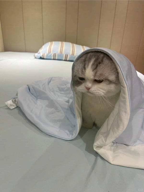 Ảnh mèo giận cute (17)