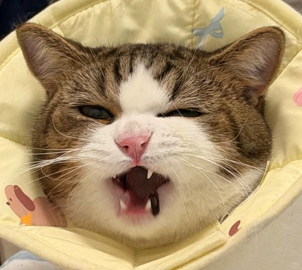 Ảnh mèo giận cute (22)