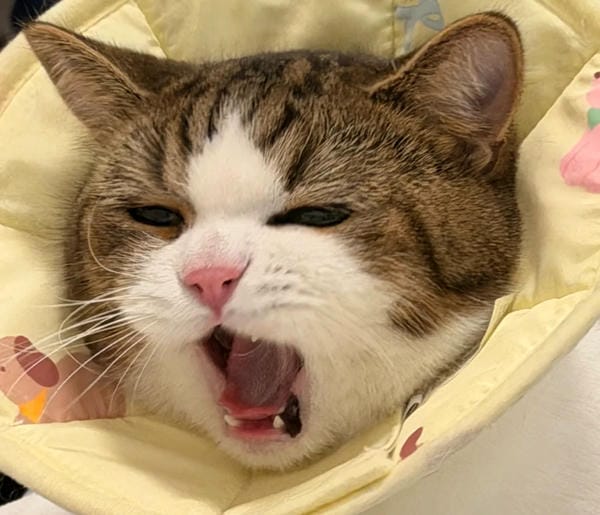 Ảnh mèo giận cute (23)