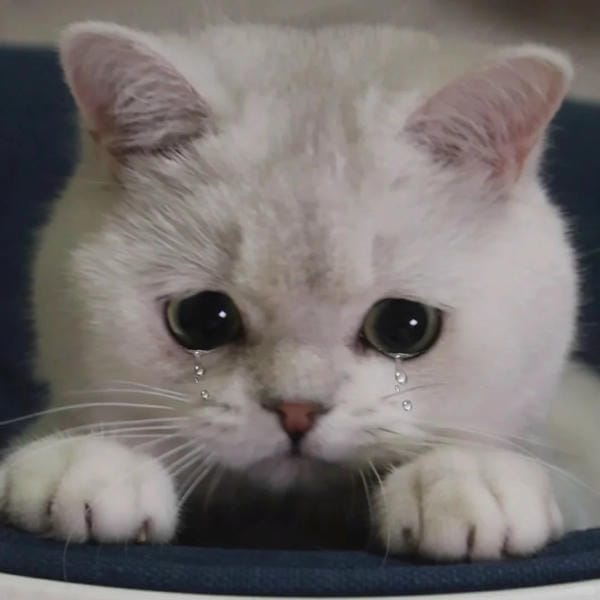 Ảnh mèo giận cute (24)