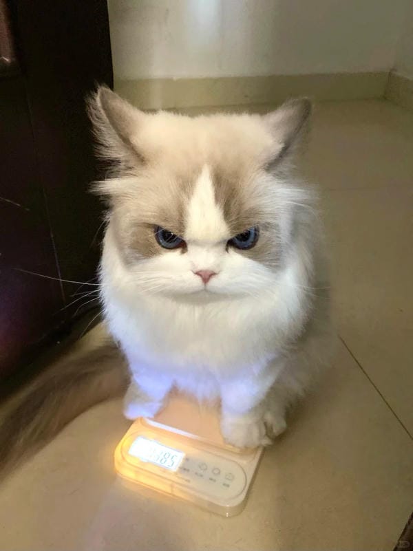 Ảnh mèo giận cute (27)