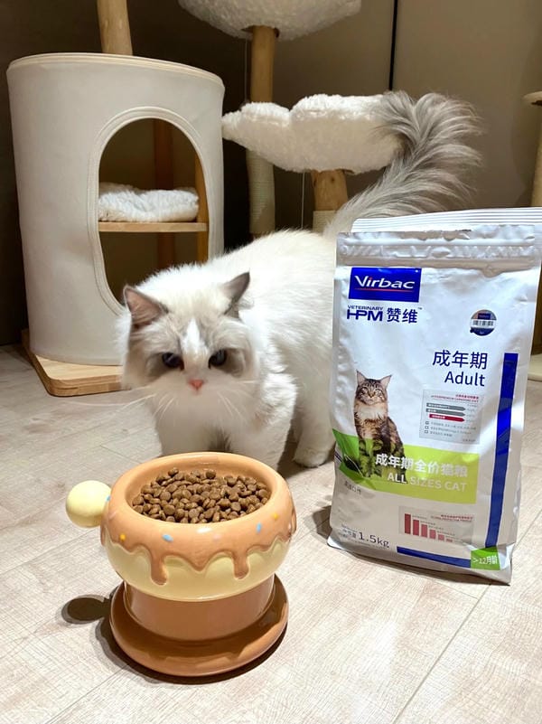 Ảnh mèo giận cute (28)