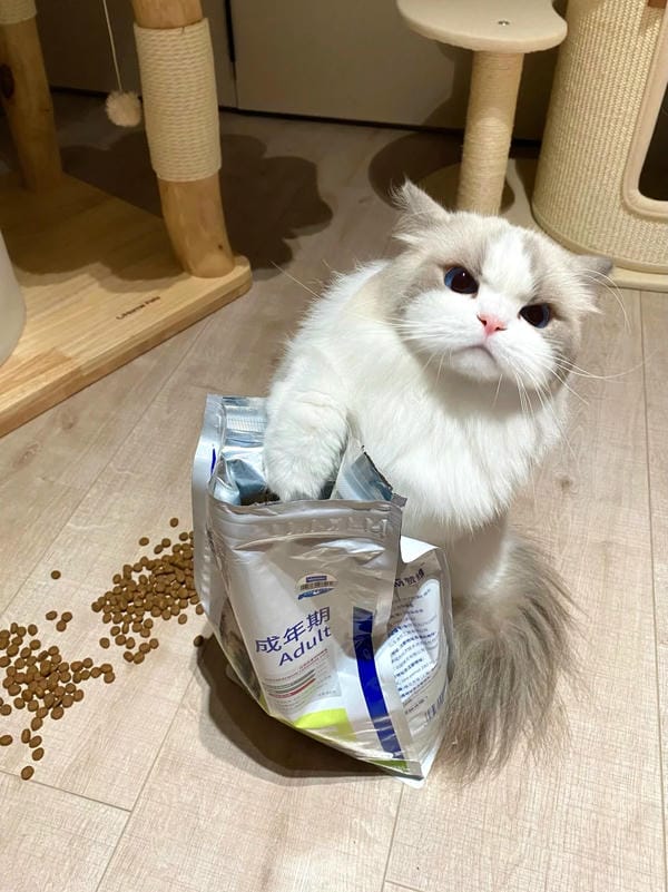 Ảnh mèo giận cute (29)