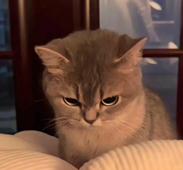 Ảnh mèo giận cute (3)