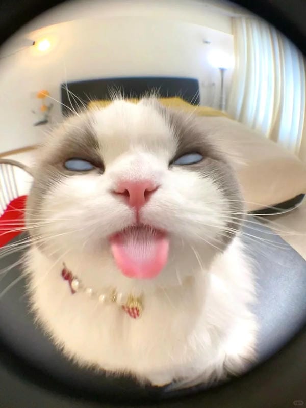 Ảnh mèo giận cute (30)