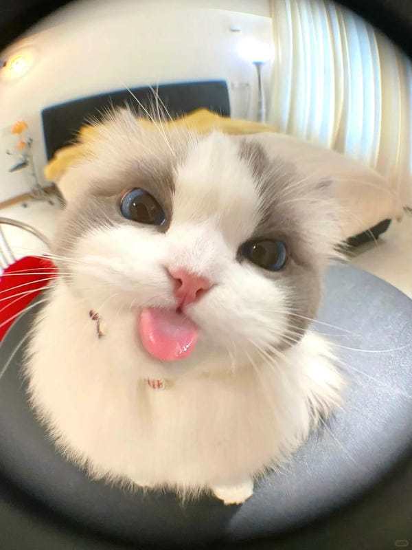 Ảnh mèo giận cute (31)