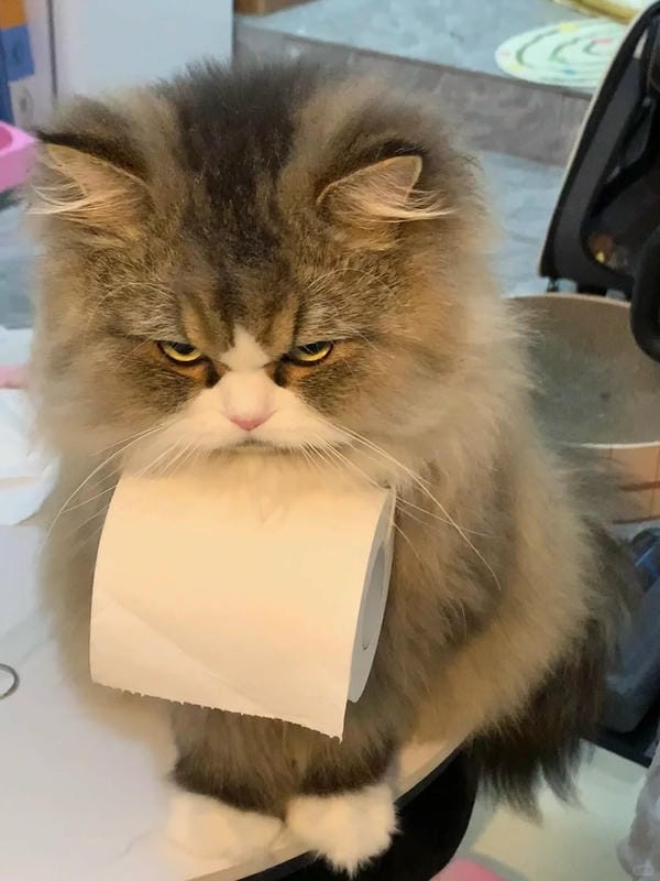 Ảnh mèo giận cute (5)