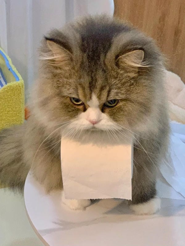 Ảnh mèo giận cute (6)