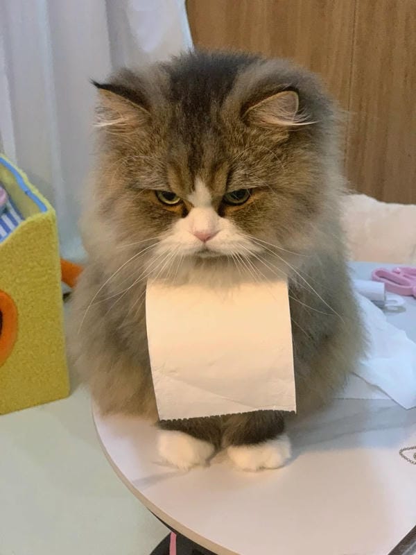 Ảnh mèo giận cute (7)