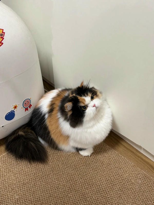 Ảnh mèo giận cute (9)