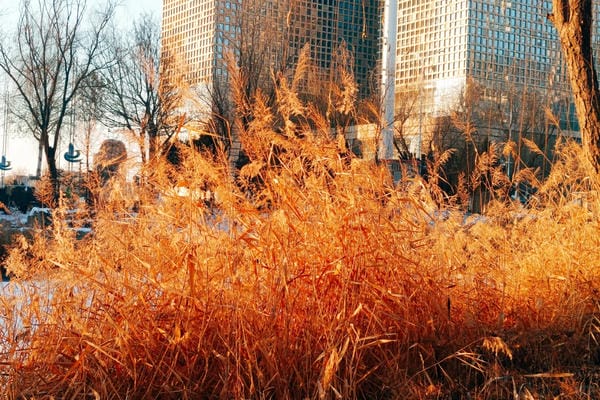 Hình ảnh chill đường phố (26)