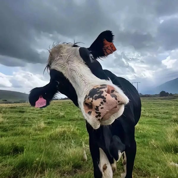 Hình ảnh con bò 10