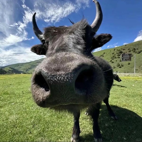 Hình ảnh con bò 11