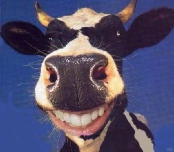 Hình ảnh con bò 13