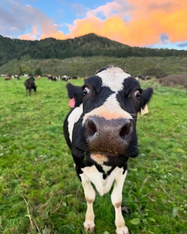 Hình ảnh con bò 15