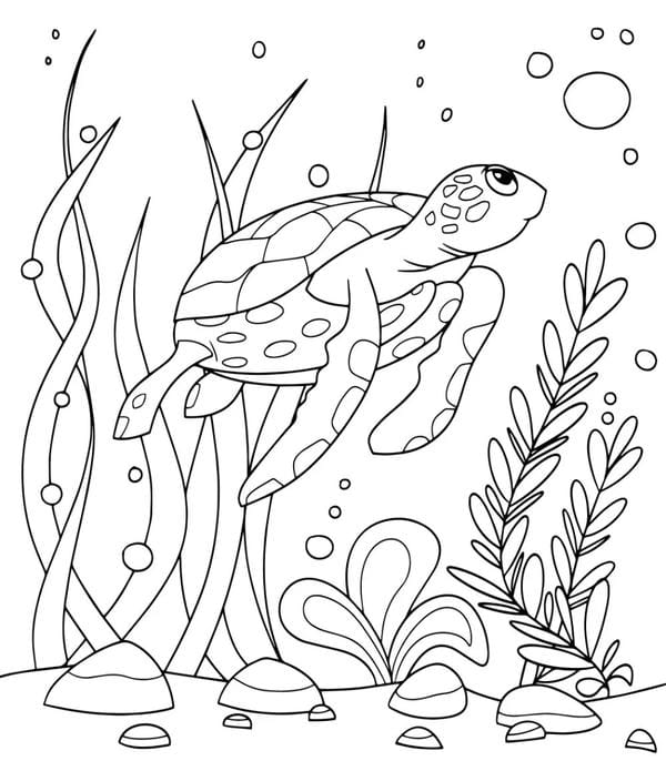 Tranh tô màu con rùa 13