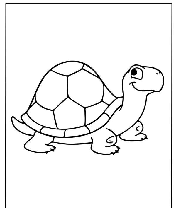 Tranh tô màu con rùa 5