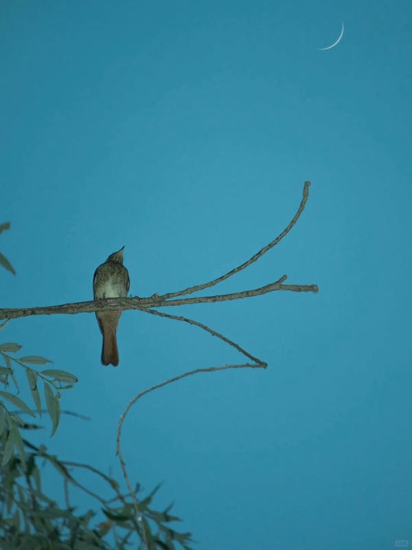 ảnh chill buồn 11