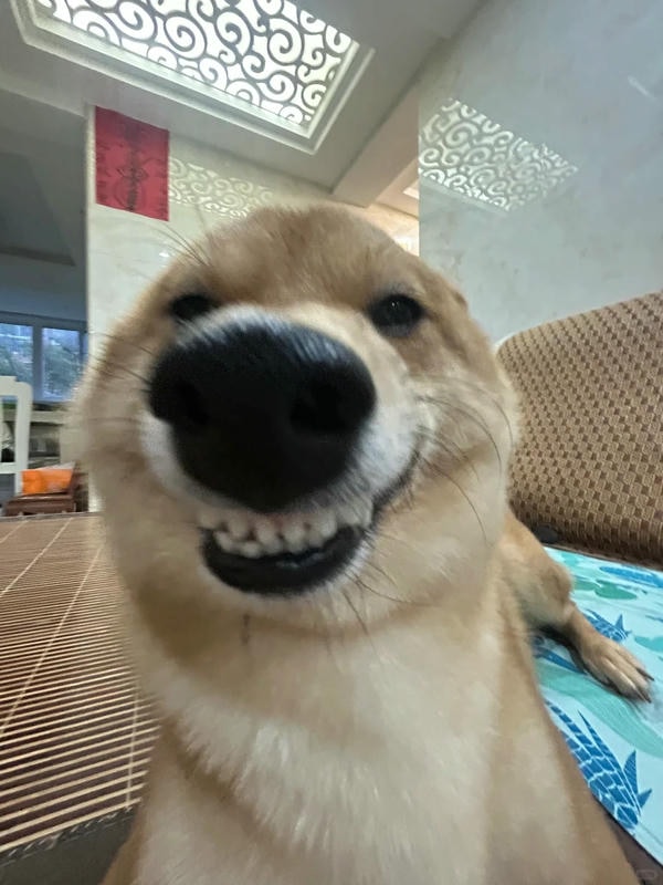 ảnh chó cười hài 10