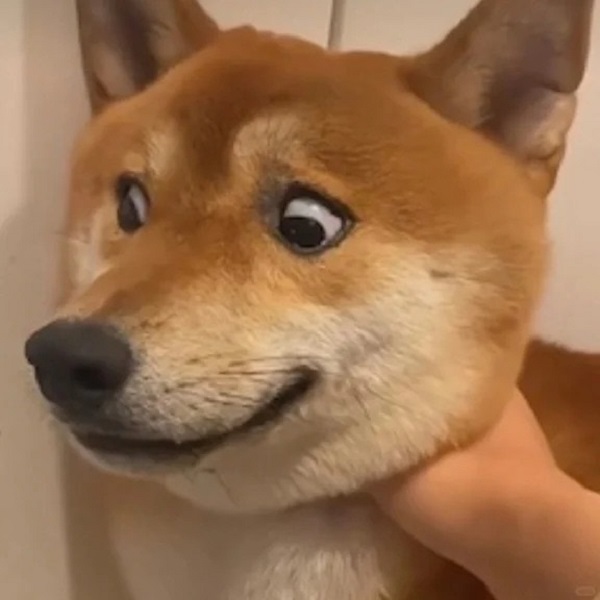 ảnh chó cười hài 12