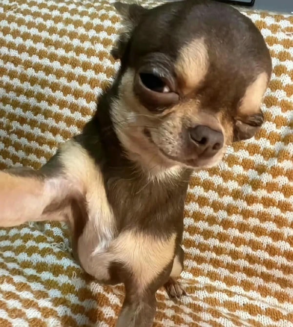 ảnh chó cười hài 24