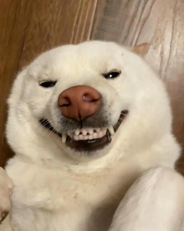 ảnh chó cười hài 25