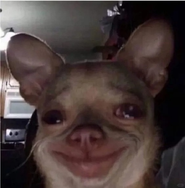 ảnh chó cười hài 27