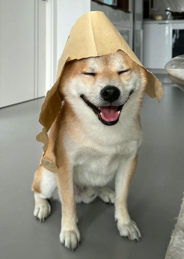 ảnh chó cười hài 28