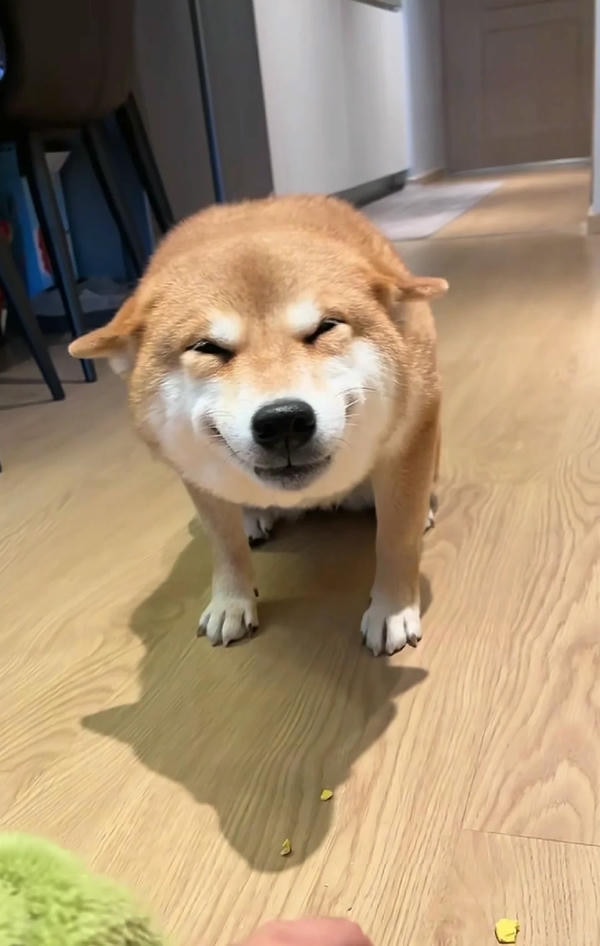 ảnh chó cười hài 4