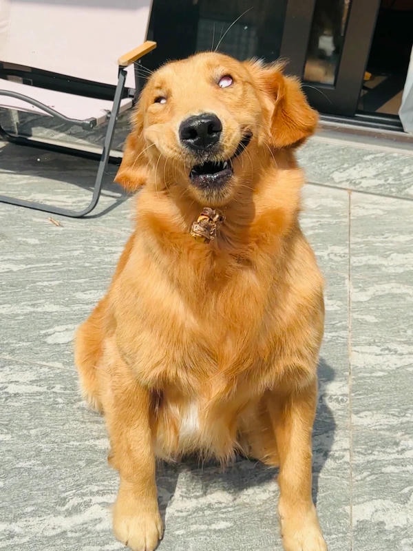 ảnh chó cười hài 5