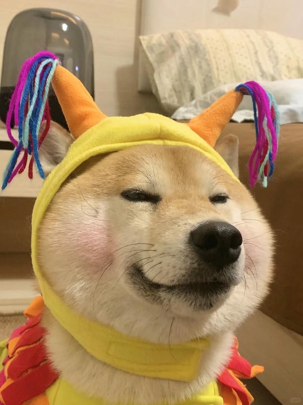 ảnh chó cười hài 6