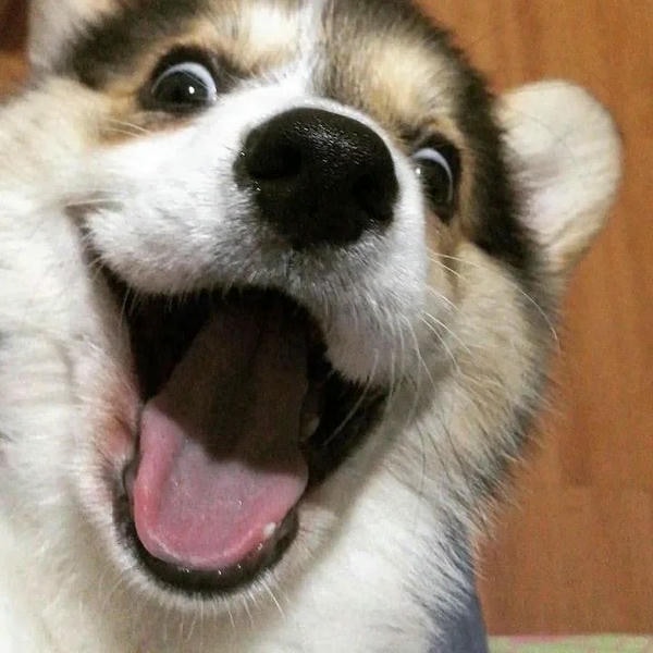 ảnh chó cười hài 7