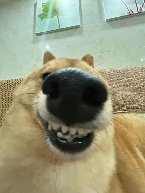 ảnh chó cười hài 7