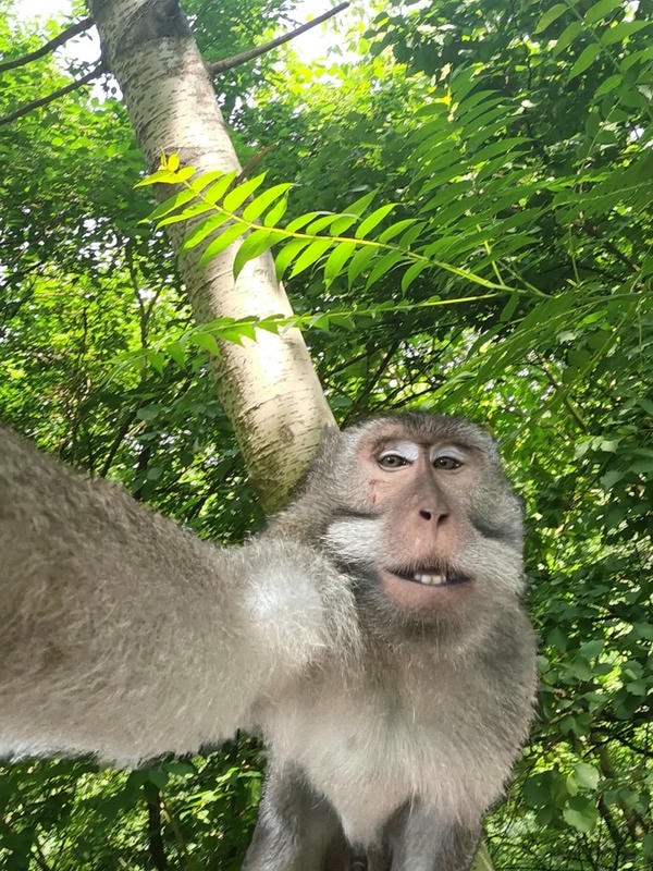 ảnh con khỉ cười