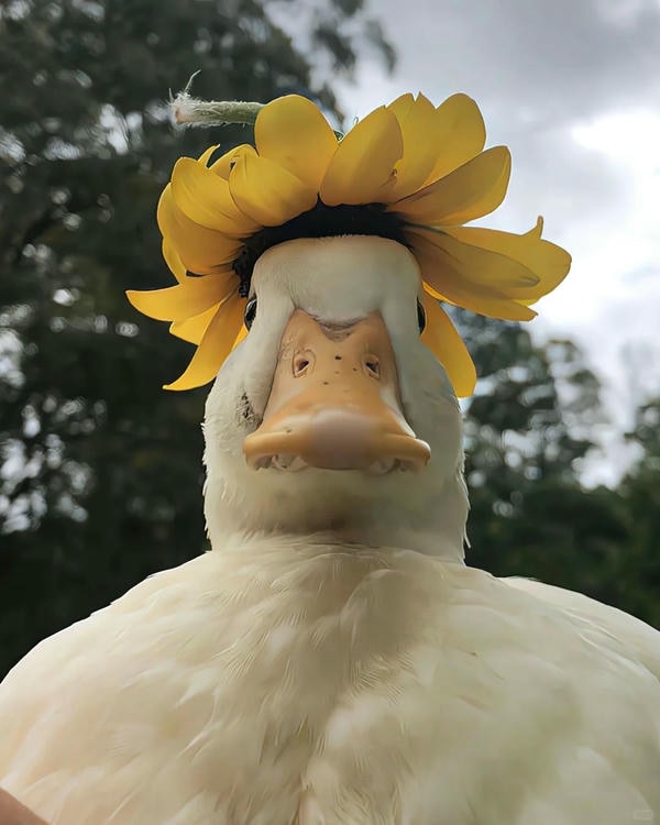 ảnh con vịt cute