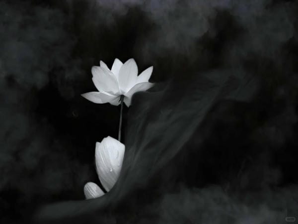 ảnh hoa sen nền đen 1