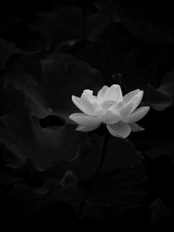 ảnh hoa sen nền đen 1