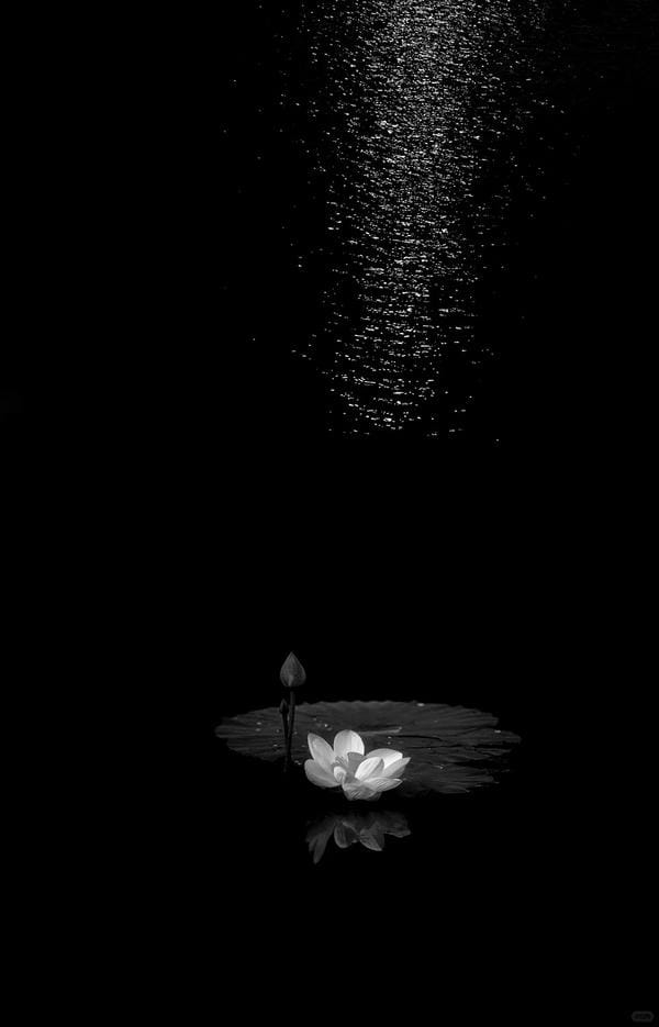 ảnh hoa sen nền đen 11