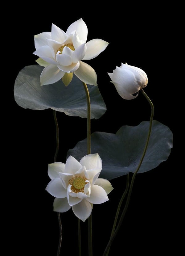 ảnh hoa sen nền đen 11