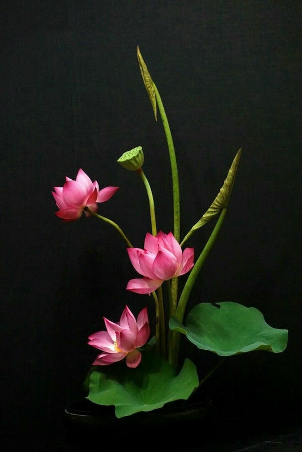 ảnh hoa sen nền đen 12