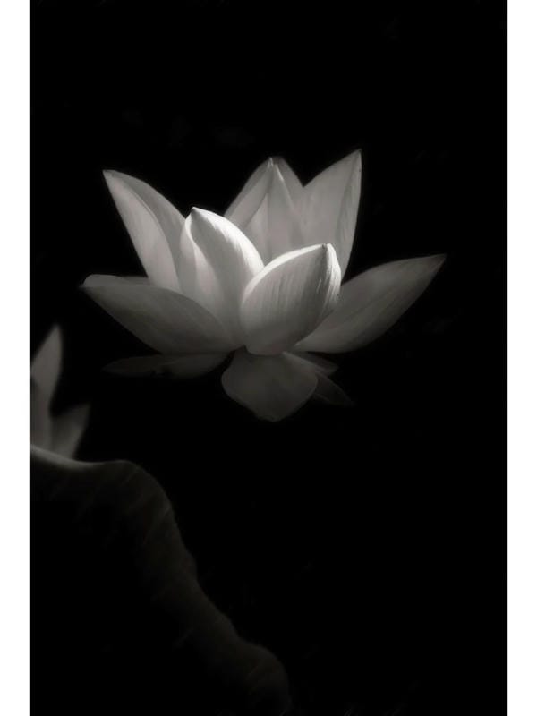 ảnh hoa sen nền đen 13