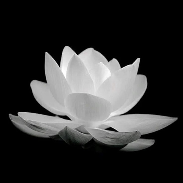 ảnh hoa sen nền đen 13