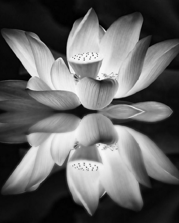 ảnh hoa sen nền đen 14