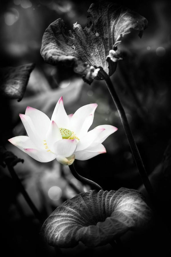 ảnh hoa sen nền đen 15