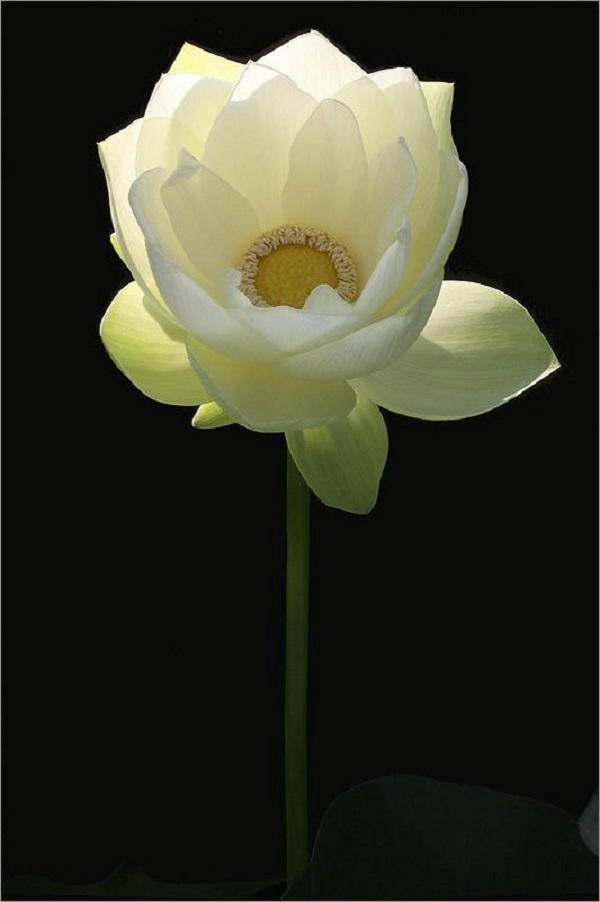 ảnh hoa sen nền đen 17