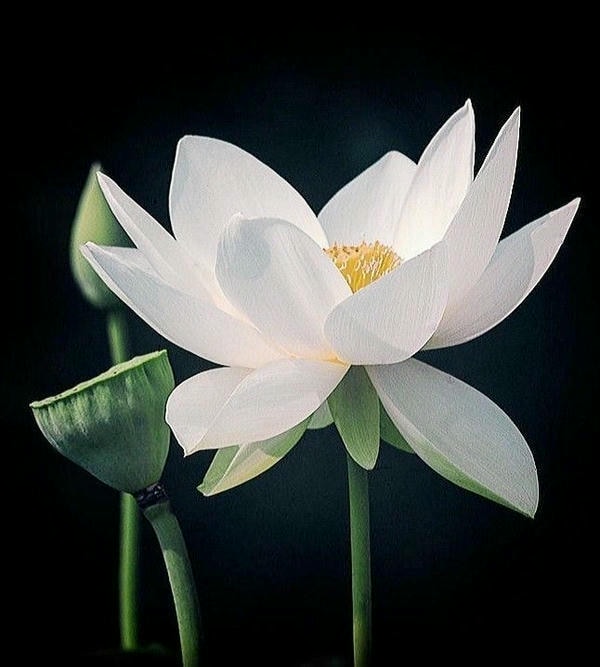 ảnh hoa sen nền đen 19