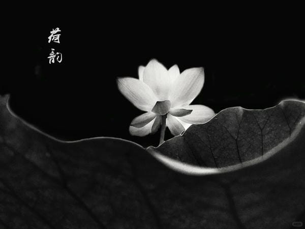 ảnh hoa sen nền đen 2