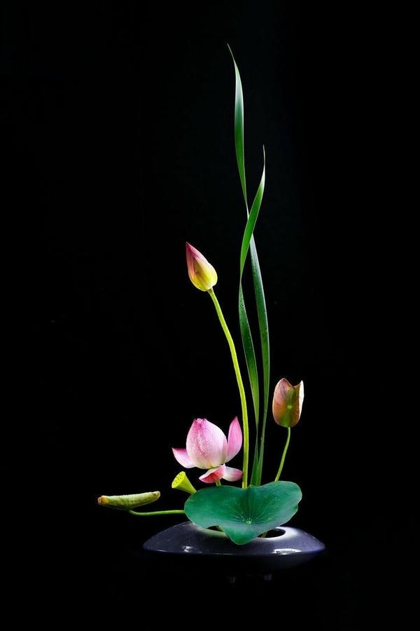 ảnh hoa sen nền đen 21